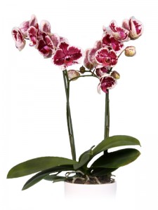 wooning-orchids-Purple-Rain