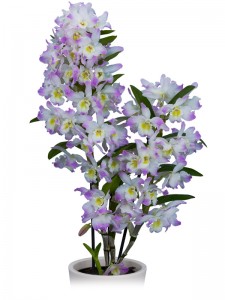 wooning-orchids-kumiko-2
