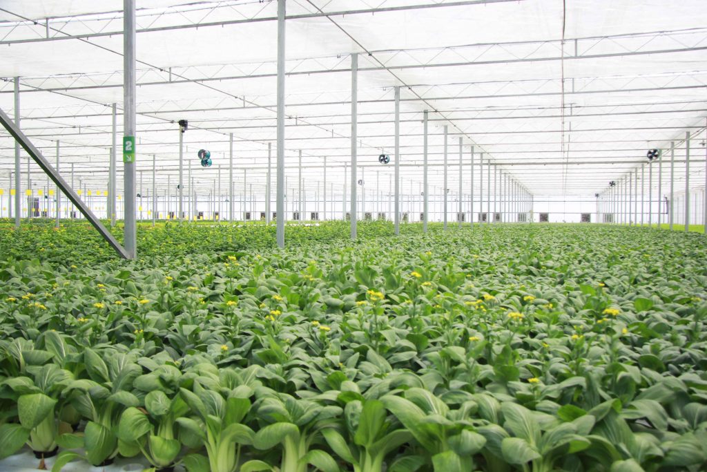 Video Automated Chinese greenhouse promotes safe organic food