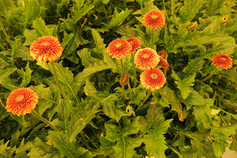 Holstein Flowers Hoogendoorn Growth Management