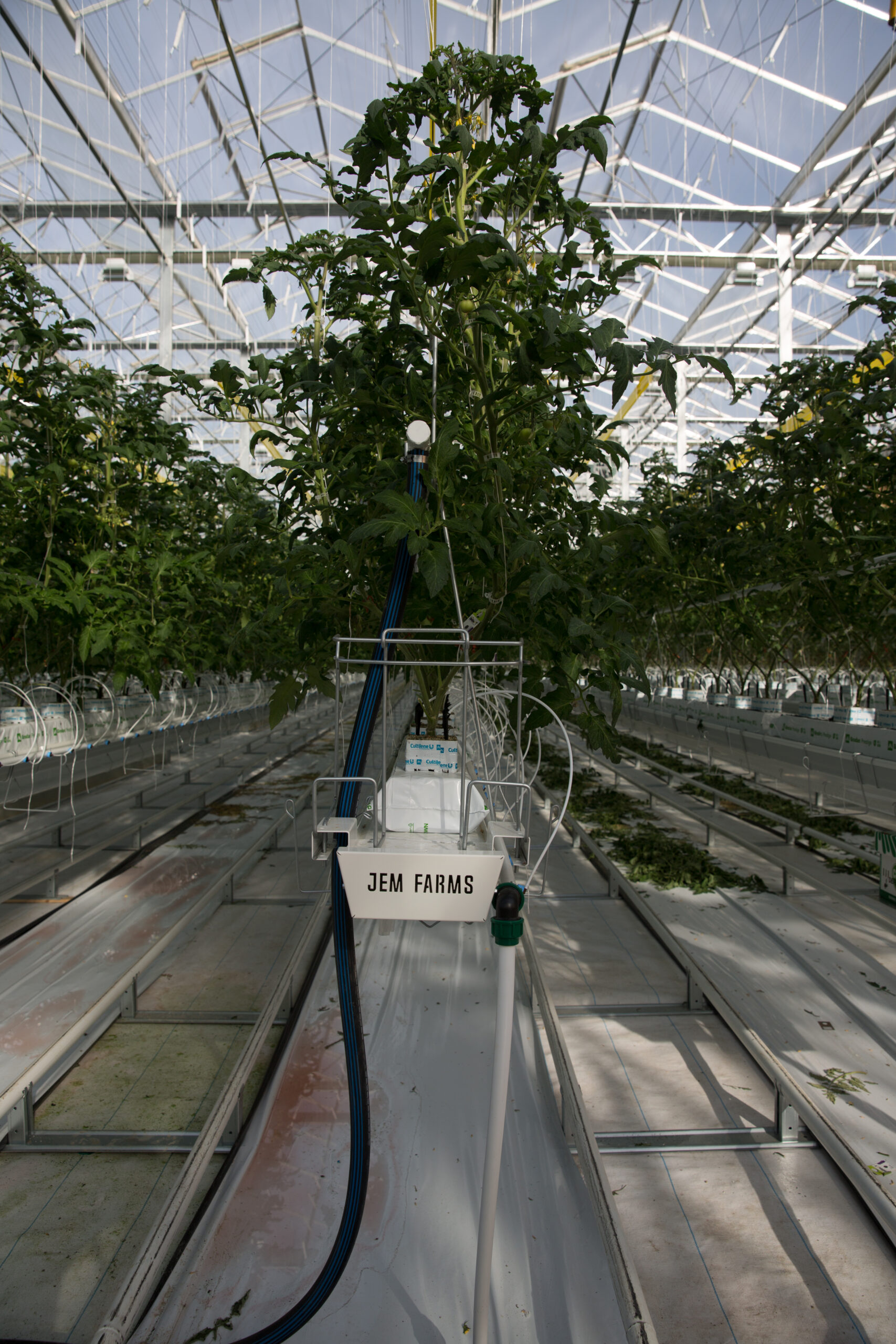 JEM Farms Hoogendoorn Growth Management